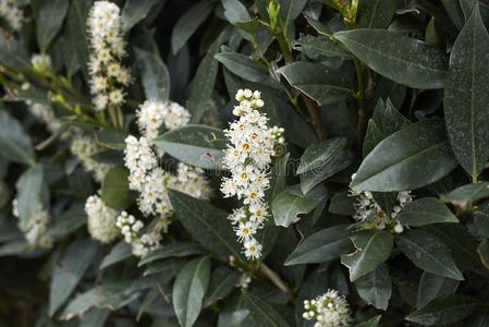 樱桃月桂树摄影图 樱桃月桂树图片大全 樱桃月桂树照片 摄图新视界