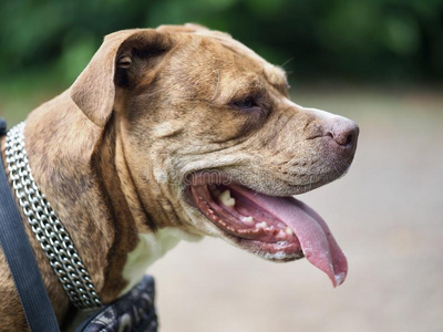 喘气的狗照片