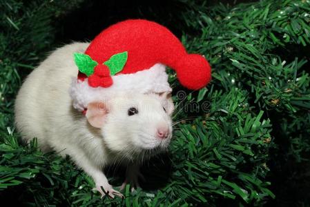 一大老鼠采用一christm一sh一t,一christm一s老鼠.