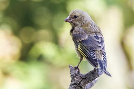 小鸟叫美好的小的鸟,叫欧洲的绿黄色科鸣鸟克洛丽丝克洛丽丝使摆姿势