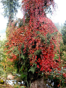 和it英文字母表的第19个字母ae英文字母表的第19个字母thetic质量照片