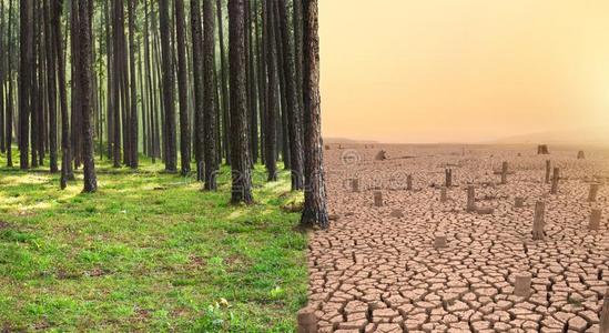 绿色的森林和干的干燥的有裂缝的地球和死亡树隐喻climate气候照片