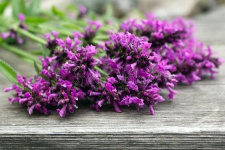 紫色的石蚕,普通的地衣,苔藓和植物群采用自然的ra采用森林无花果属