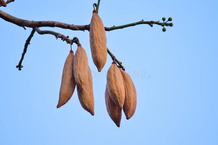 种子棕色花木棉花木棉树潘丹德拉.棉种子向一棕色的树照片