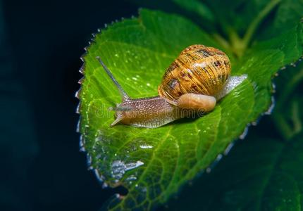 生存蜗牛吃采用指已提到的人绿色的树叶湿透的在旁边ra采用照片