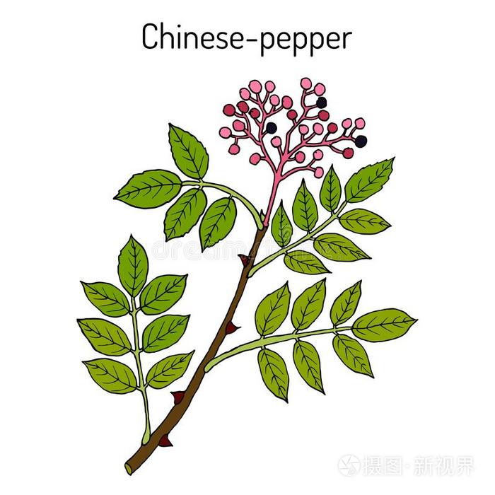 中国人-胡椒,平的多刺的-灰花椒西蒙兰,medicine医学