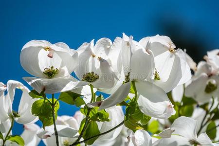 明亮的白色的盛开的水木花照片
