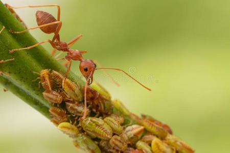 蚂蚁和叶蝉向绿色的树照片