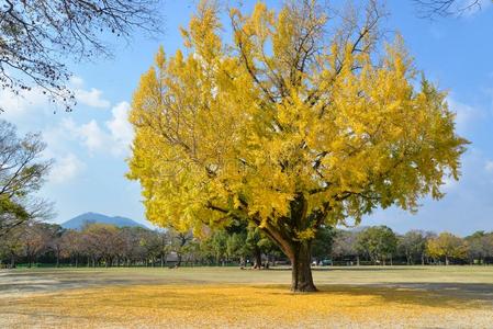 银杏树落叶图片-银杏树落叶素材-银杏树落叶插画-摄图新视界