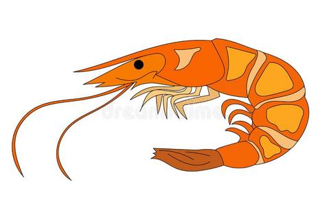 螳螂虾插画-螳螂虾手绘-螳螂虾卡通图-摄图新视界