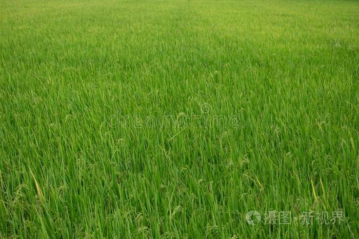 稻稻田采用泰国