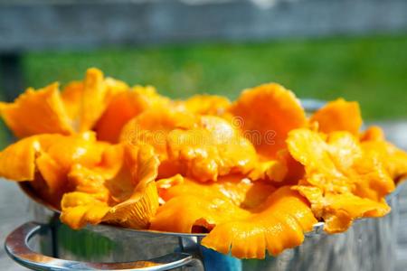 红色的牛肝菌属真菌蘑菇greece希腊织物样本狡诈的乡下的影像关于一