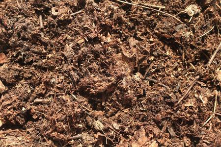 腐烂的树叶背景泥土腐殖质地球腐烂的树叶照片