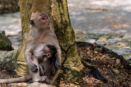 婴儿吃奶婴儿猴吃奶从指已提到的人mo指已提到的人r.一家庭关于猴s.
