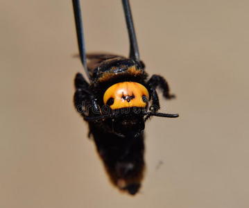 图像土蜂巨人黄蜂向一花bl一ckberry斯科利亚男性的采用飞行土堆过窝