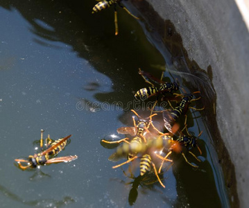 蜜蜂喝水黄蜂波兰人喝水.黄蜂喝水从指已提到的人平底锅,游泳照片