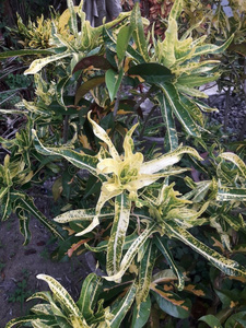 自然的巴豆树种植采用一花罐.照片