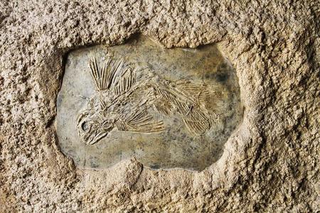 腔棘鱼鱼白色矛尾鱼鱼化石照片