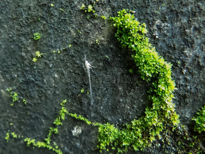 很小的昆虫透明的白色的蚊子,很小的采用大小.照片