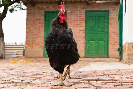 母鸡采用指已提到的人母鸡房屋公鸡采用草鸡头在羽毛或卵孵化在村民饲