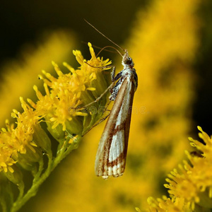 卡托普利草飞蛾,catoptriapermutatella照片