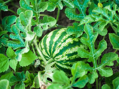 西瓜种植基地生长的西瓜.农业.自然的西瓜种植采用thailand泰国照片