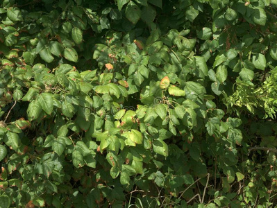 植物毒藤科毒药常春藤藤本植物生长的越过树和灌木照片