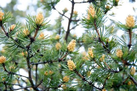 松树几月开花开花圆锥细胞关于北方的松树晚的春季照片
