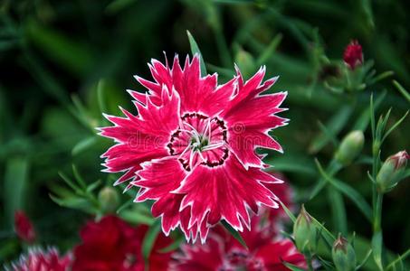 美丽的充满生机的石竹类属植物中国花.带桃红色的白色的流照片