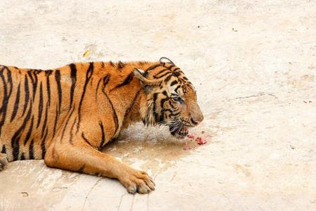 老虎吃竹叶图片