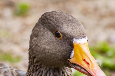 鸭子鸟上端有样子的进入中指已提到的人透镜照片