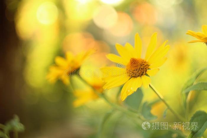 黄色的雏菊-喜欢花在日落.变模糊背景