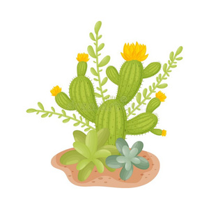 多级开花仙人掌.矢量说明向一白色的b一ck插画