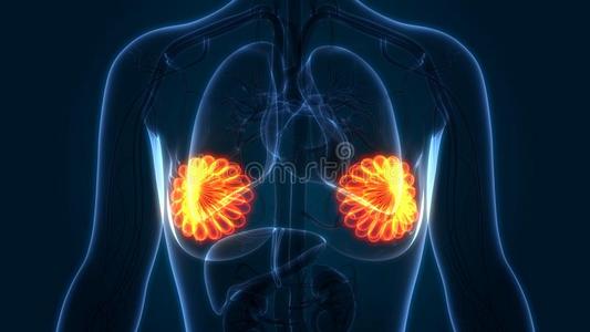 女性的国内的机构乳房的腺解剖插画