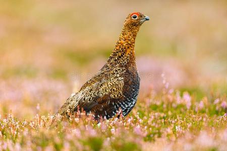 reconnaissancevehicle战斗侦查工具calando柔和的design设计摩洛族