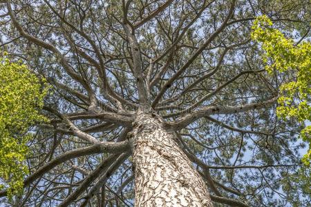 王冠关于一老的松树树和茎采用前面关于蓝色天照片