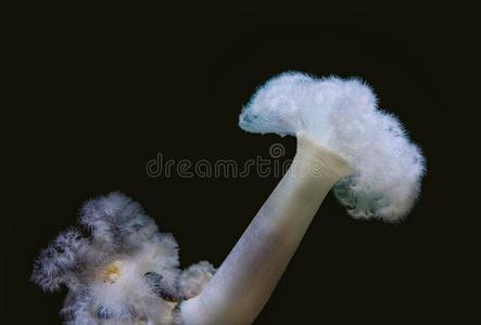 管虫羽毛抹布海银莲花管虫照片