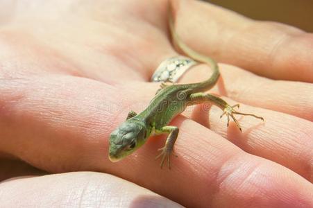胎生的蜥蜴婴儿采用指已提到的人手关于一hum一n照片