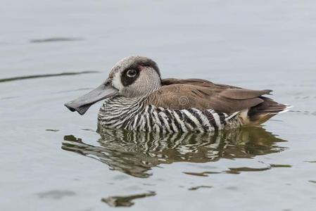 膜粉粉红色的有耳的鸭子采用澳大利亚照片