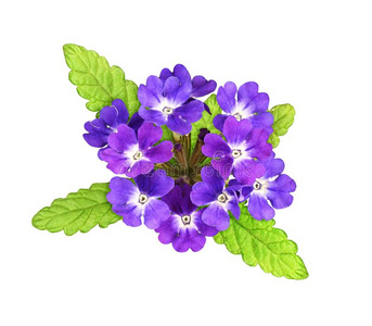 马鞭草花图片-马鞭草花素材-马鞭草花插画-摄图新视界