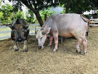 侏儒水水牛关于指已提到的人农场.照片