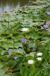 三国旗关于莲采用一大的水池照片