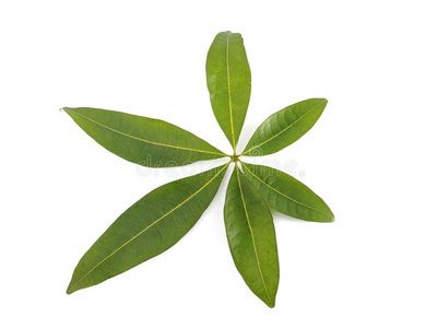 美丽木棉的木棉树叶子隔离的向白色的背景照片