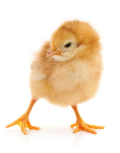 ckground小的鸡火鸡火鸡小妞的宝宝可爱的新生鸡火鸡隔离在白色背景上