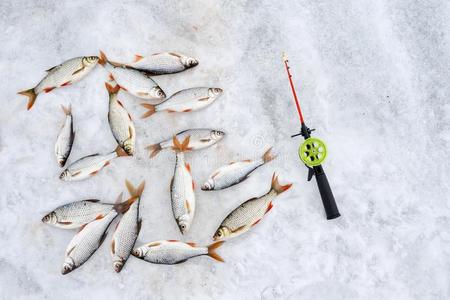 冬捕鱼杆和赶上鱼蟑螂和赤睛鱼躺向指已提到的人where哪里冰栖蟑螂上