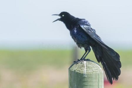 紫尾空气精灵图片