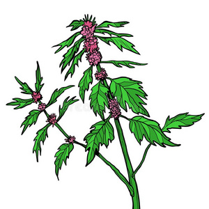 益母草植物图片