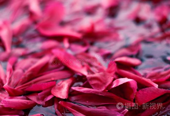 浪漫的抽象的花的背景,粉红色的花花瓣采用水