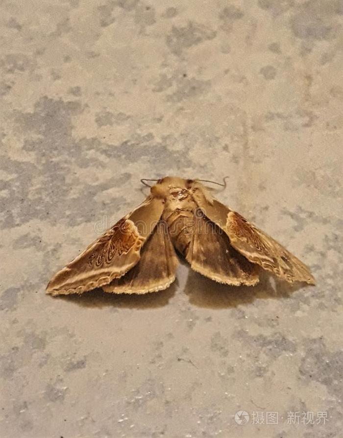 为什么不能打死飞蛾