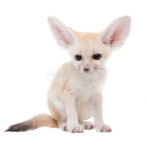 黑大耳狐漂亮的一种非洲产的大耳小狐狐幼小的兽向白色的背景照片